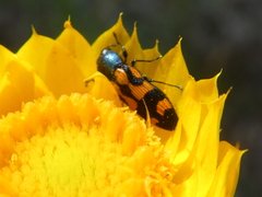Castiarina crenata