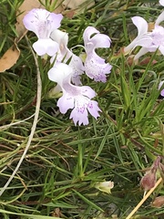 Hemiandra pungens