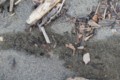 Archichauliodes diversus