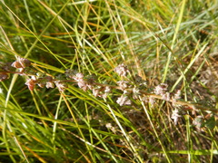 Atriplex dioica