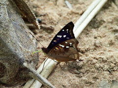 Doxocopa