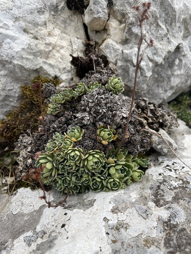 lomikameň metlinatý (Saxifraga paniculata)