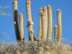 Oreocereus celsianus