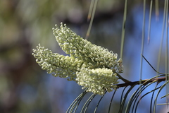 Hakea lorea lorea