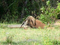 Myrmecophaga tridactyla