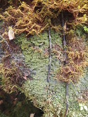 Riccardia longispica