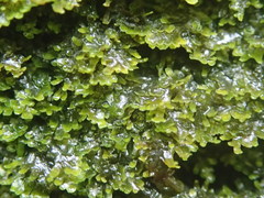 Riccardia longispica