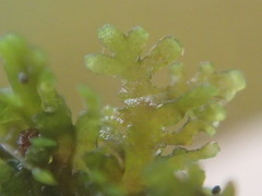 Riccardia longispica