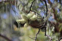 Hakea lorea lorea