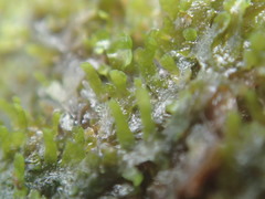 Riccardia longispica