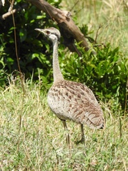 Lissotis melanogaster