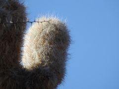 Oreocereus celsianus