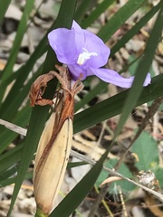 Patersonia occidentalis