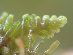 Riccardia longispica