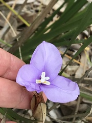 Patersonia occidentalis
