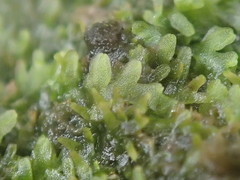 Riccardia longispica