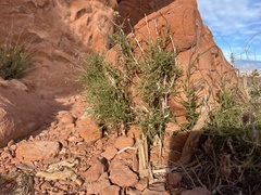 Pleurocoronis pluriseta