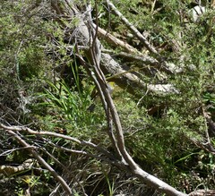 Zosterops lateralis lateralis