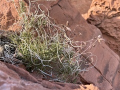 Pleurocoronis pluriseta