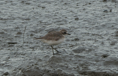 Charadrius mongolus