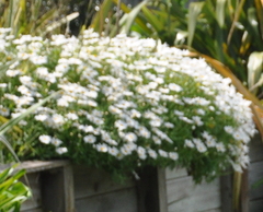 Argyranthemum frutescens