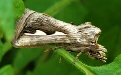 Didugua argentilinea