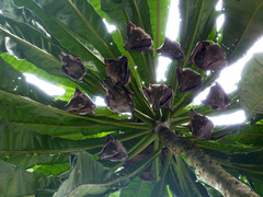 Hypsignathus monstrosus