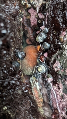 Enteroctopus dofleini