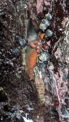 Enteroctopus dofleini