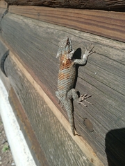 Sceloporus torquatus binocularis