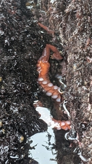 Enteroctopus dofleini