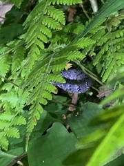 Pareas margaritophorus