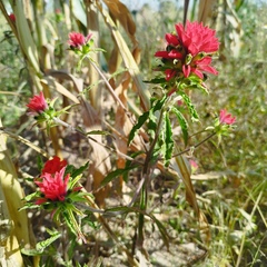 Castilleja arvensis