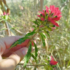 Castilleja arvensis