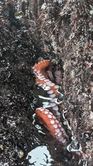Enteroctopus dofleini