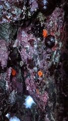 Balanophyllia elegans