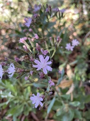 Munzothamnus blairii