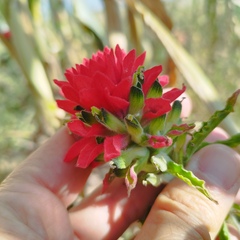 Castilleja arvensis