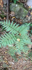 Pteris wallichiana