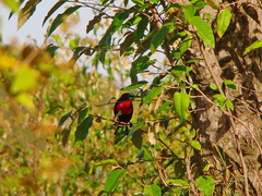Chalcomitra senegalensis