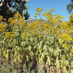 Roldana heracleifolia