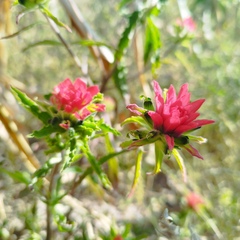 Castilleja arvensis