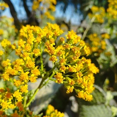 Roldana heracleifolia