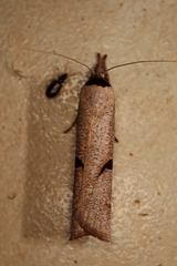 Pilostibes stigmatias