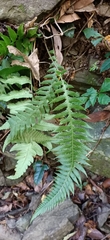 Phegopteris decursive-pinnata