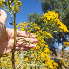 Roldana heracleifolia