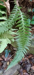 Phegopteris decursive-pinnata