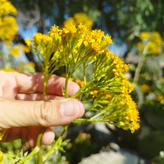 Roldana heracleifolia