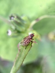 Anthomyia punctipennis