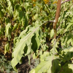 Roldana heracleifolia